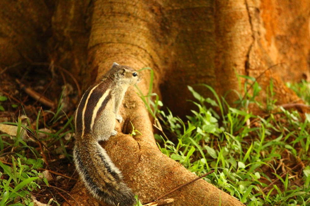 Squirrel perched on a tree trunk